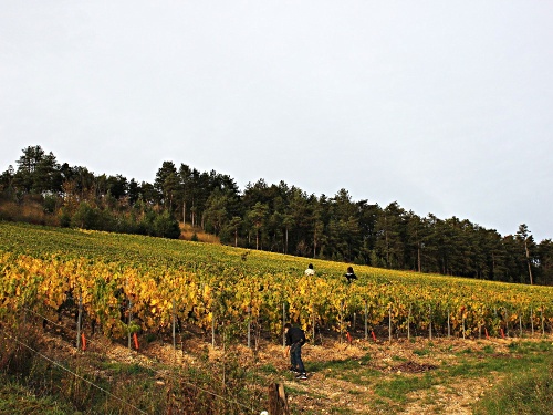 Le club-photo dans les vignes...