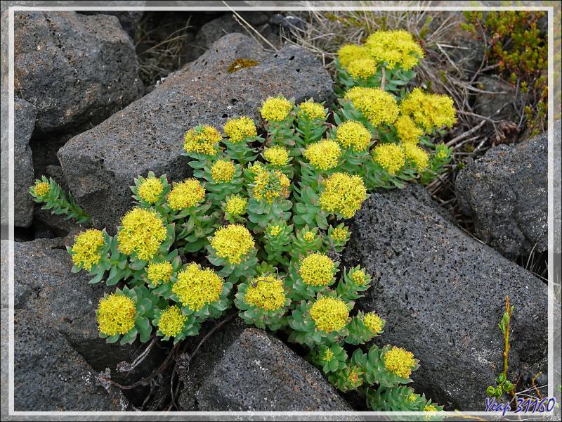 07/06/2023 : nous nous dirigeons vers le Blue Lagoon tout en faisant de la géologie, de la botanique ou de l'ornithologie lorsque l'occasion se présente - Péninsule de Reykjanes - Islande