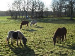 La randonnée du 7 février à Feuguerolles-Bully