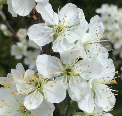 Arbre fruitier : Cerisier