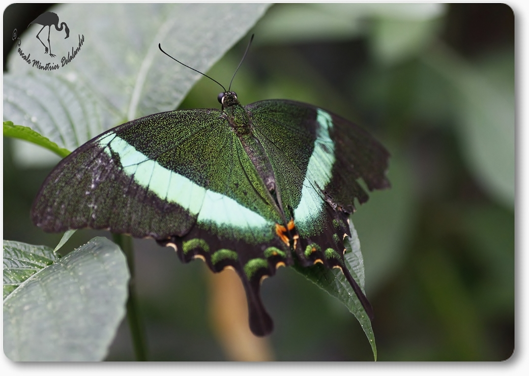 Papilio palinurus -  papilionidae -  Philippines