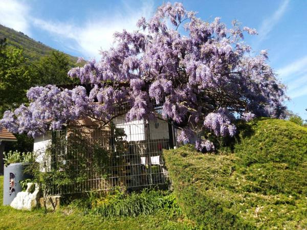 Ma glycine