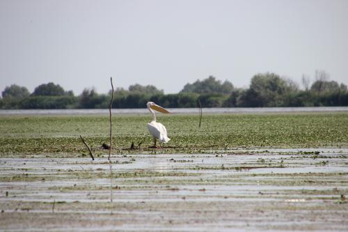 Dans le delta du Danube, 4 : les pélicans