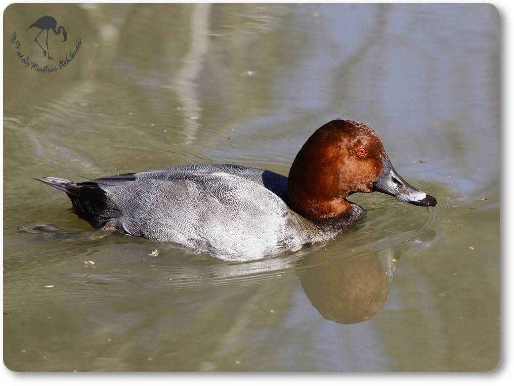 Fuligule milouin...