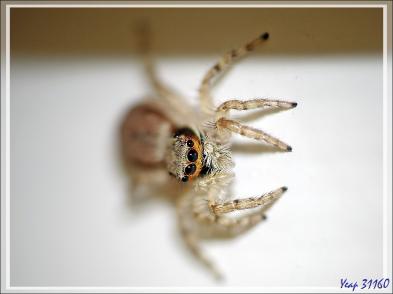 Retour vers l'hôtel avec rencontre, dans la forêt, d'un bizarre amphibien apode : un Gymnophiona, appelé Cécilie (Hypogeophis rostratus) - Ile Silhouette - Seychelles