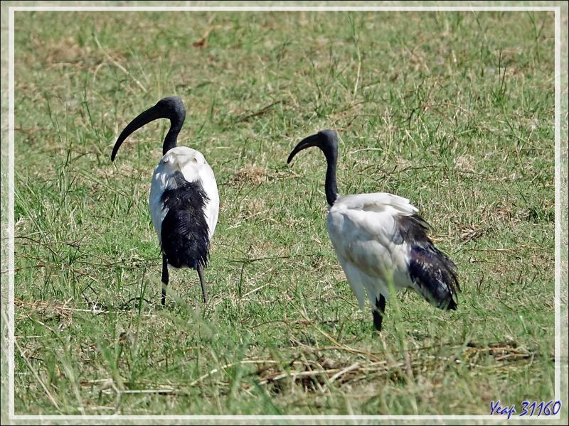 Ibis sacré, African Sacred Ibis (Threskiornis aethiopicus) - Safari nautique - Parc National de Chobe - Botswana