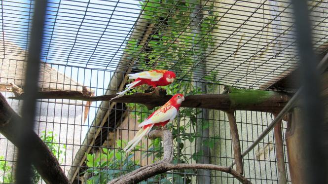 Parc de la Montagne de Reins Juin 2017 (Ferme aux oiseaux exotiques de Athis