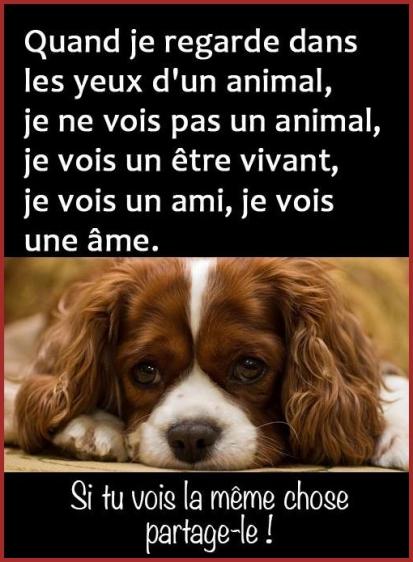 La mort du chien