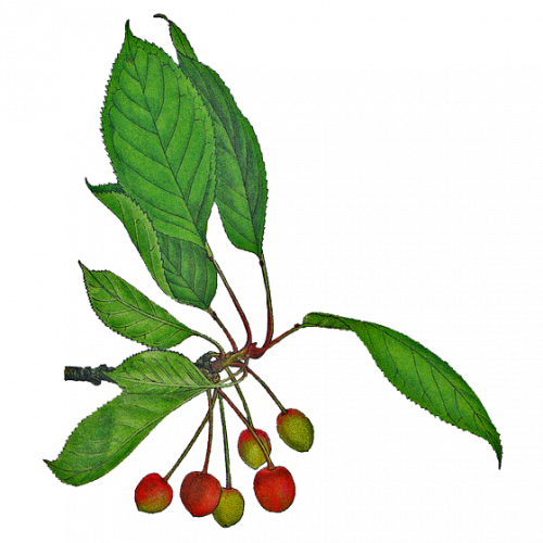 Vertus médicinales des légumes et des fruits : CERISIER