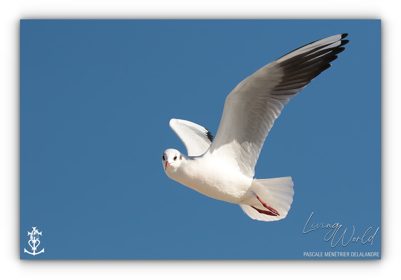 Dans le sable, dans l'eau ou dans les airs... seule ou en groupe.