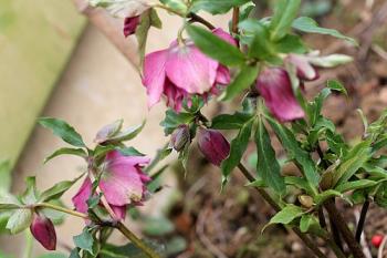 Fleurs de saison...suite