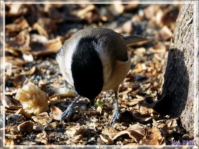 Mésange nonnette, Marsh tit (Poecile palustris) - Lartigau - Milhas - 31