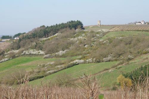 Saint Aubin de Luigné (fin du circuit)