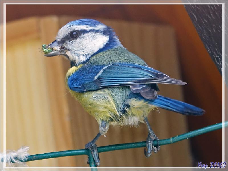 Mésange bleue (Cyanistes caeruleus) et un des ses petits au nourrissage - Lartigau - Milhas - 31