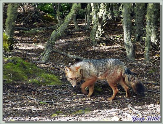 Renard de Magellan ou Loup de Magellan ou Renard des Andes (Lycalopex culpaeus) - Terre de Feu - Argentine
