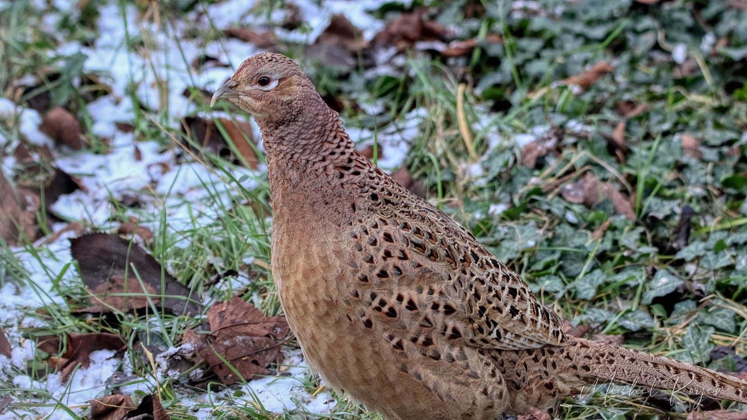 Poule faisane, le retour