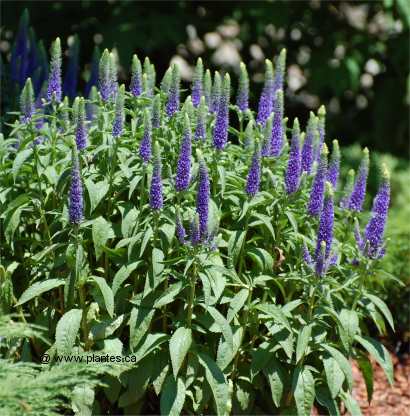 Fleurs cultivées : Véronique