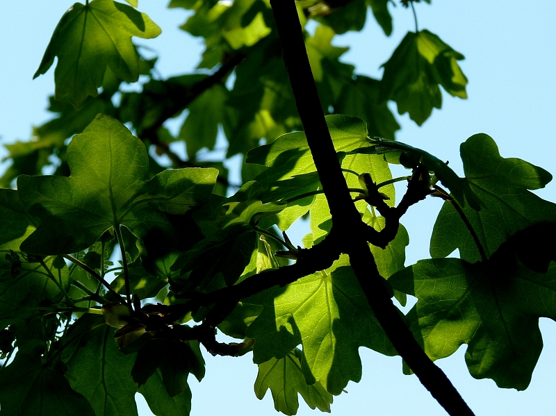 Metz / Un printemps Ying et Yang...