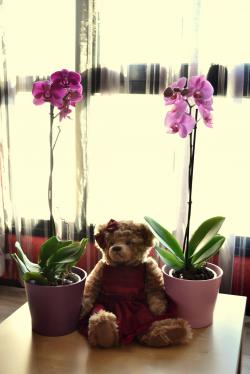 Les petits plaisirs qui font la vie