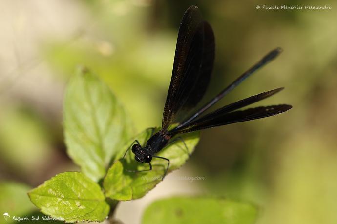 Caloptéryx hémorroïdal ♂  - Calopteryx haemorrhoidalis