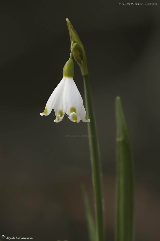 Nivéole d'été  - Leucojum aestivum L.