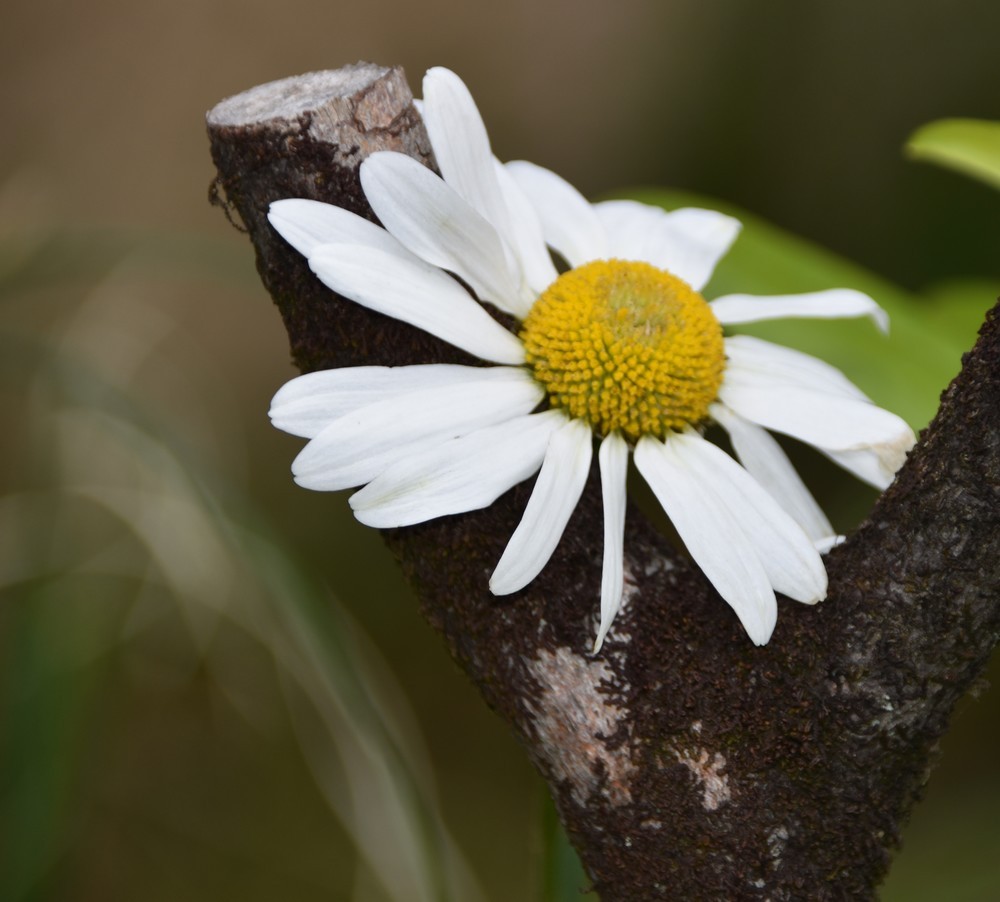Les fleurs du jardin - juin 2019...