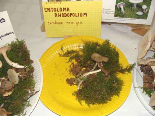 L'exposition mycologique à Châtillon sur Seine