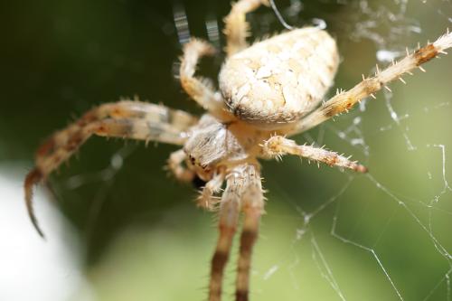 Araignée du soir...