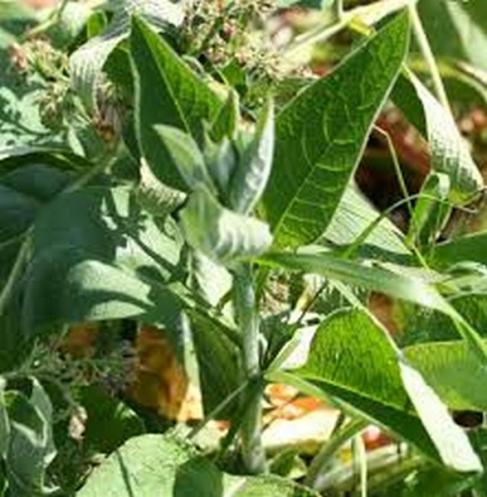 "Recettes" ... pour le jardin