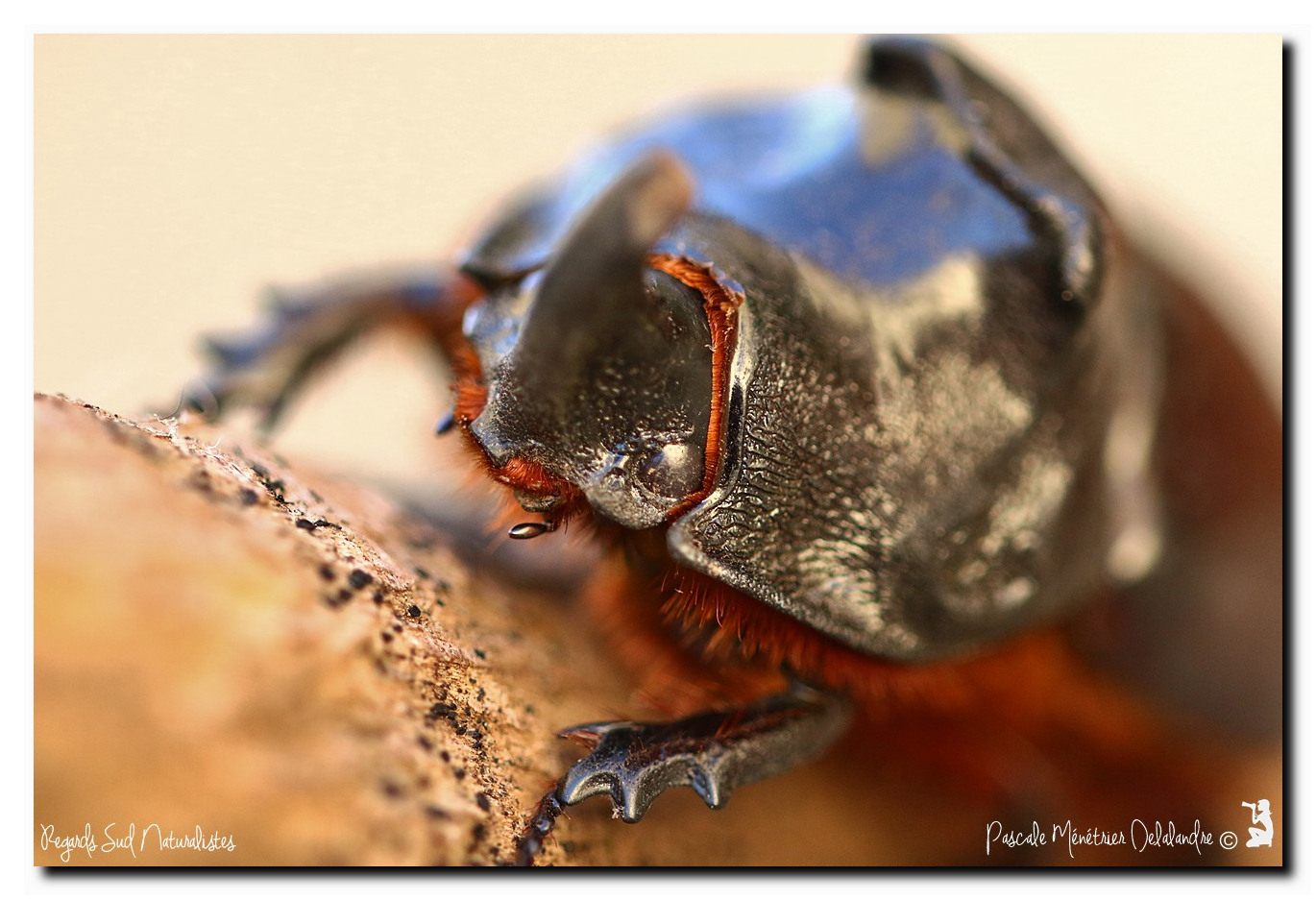 Oryctes nasicornis ♂ (Rhinocéros major)