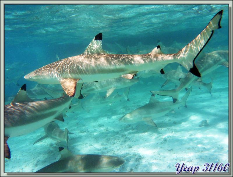 Nage parmi les requins pointes noires - Lagon Bleu - Rangiroa - Tuamotu - Polynésie française