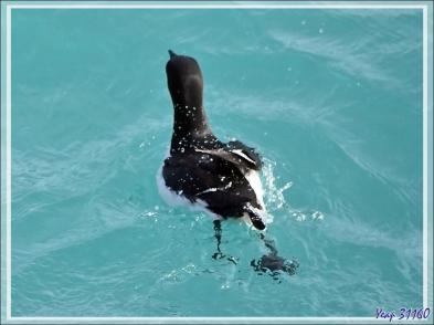 Un peu de "birdwatching" (observation d'oiseaux) le long du Glacier Bråsvell (Bråsvellbreen) - Calotte glacière Austfonna - Nordaustlandet Island - Svalbard - Norvège