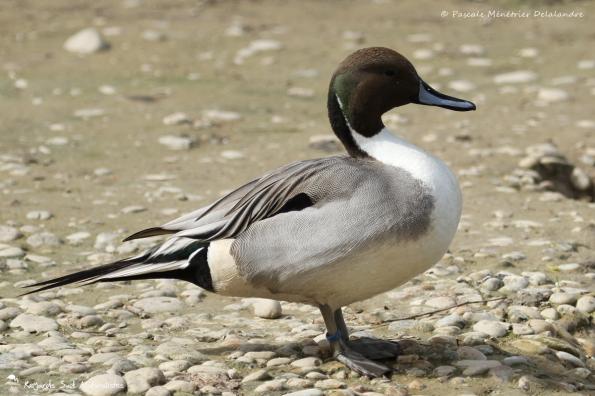 Canard pilet
