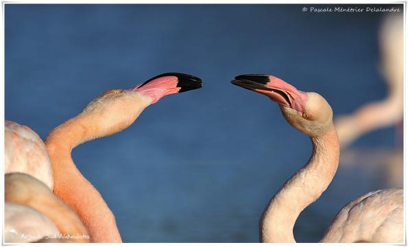 Baisers de Flamants roses