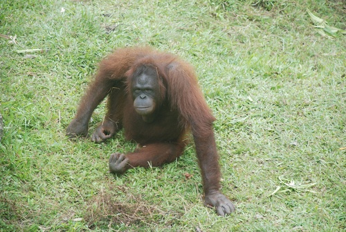 Jeudi 11 juillet : Orangs-outans et cascade