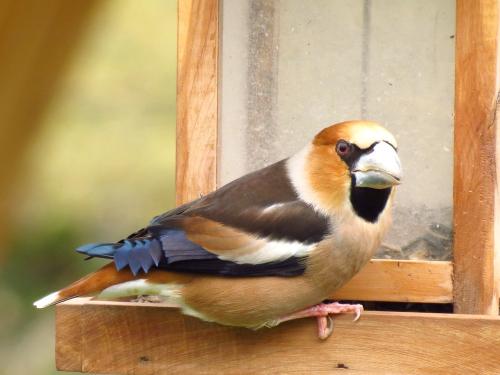Oiseaux de mon jardin...