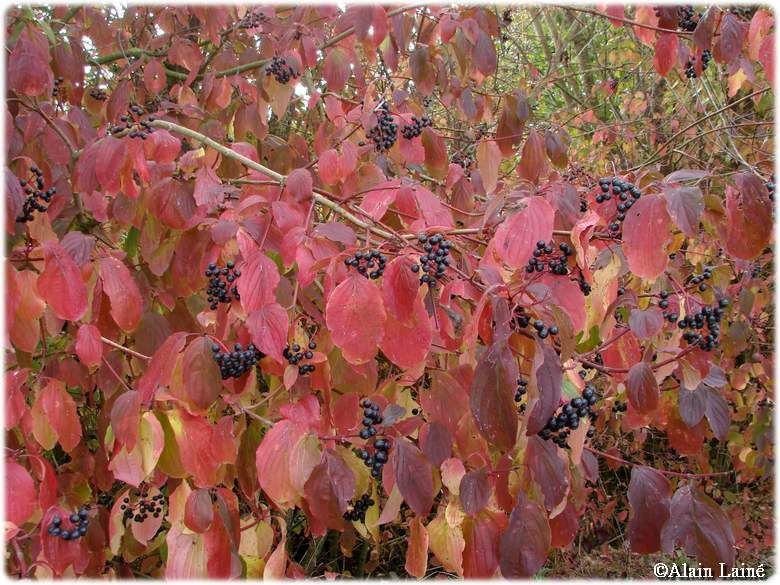 Automne_2009_3