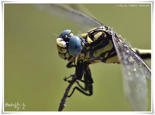 Onychogomphe à crochets ♂ (Onychogomphus uncatus)
