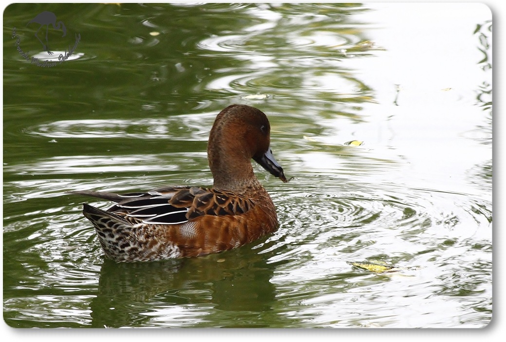 Canard siffleur mâle en éclipse...