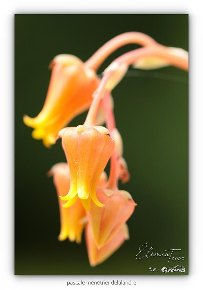 Echeveria