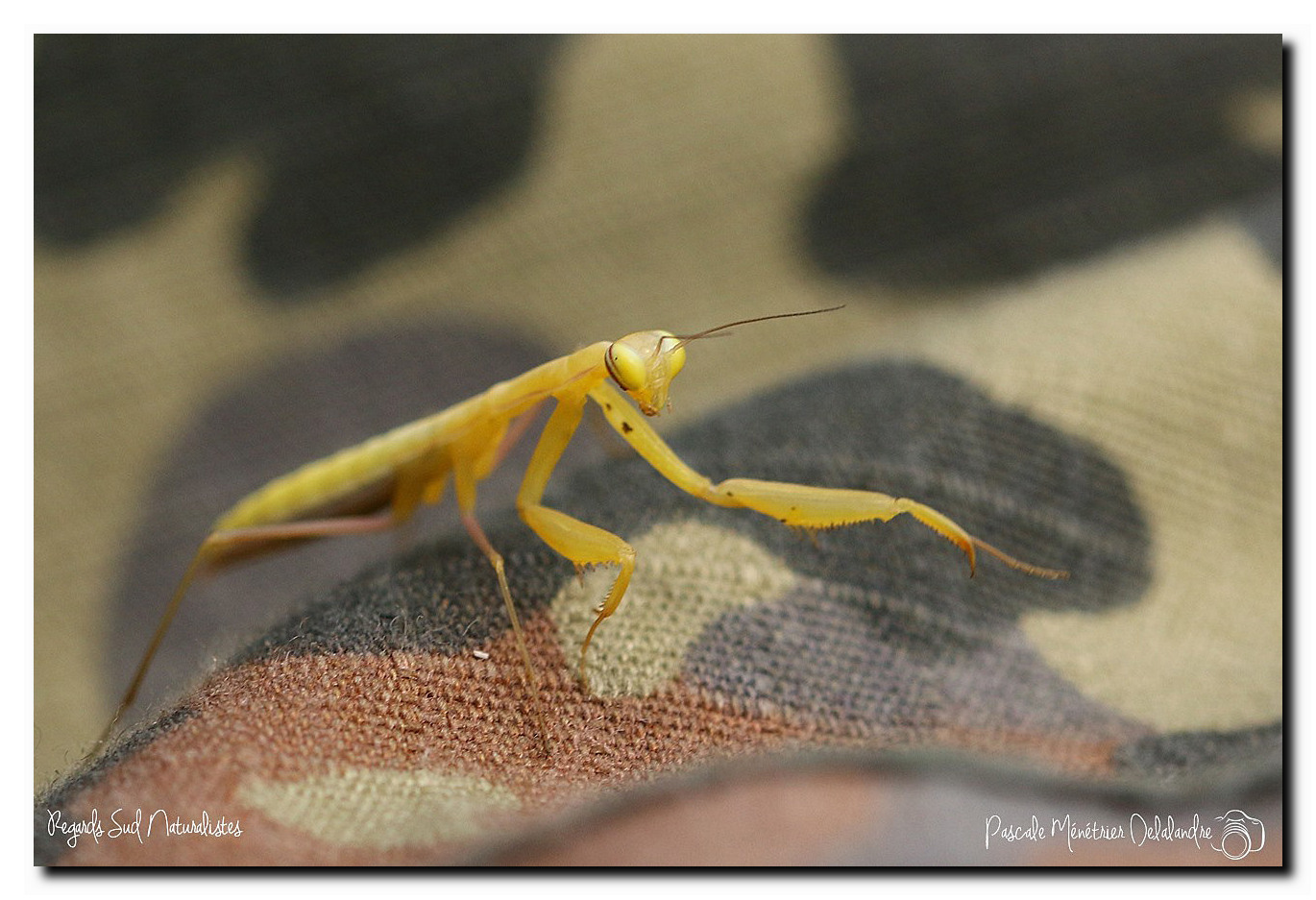 Mantis religiosa immature - Mante religieuse