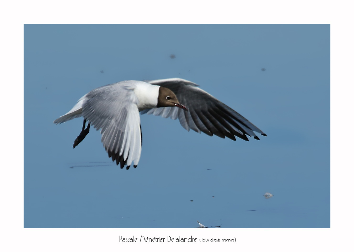 Mouette rieuse