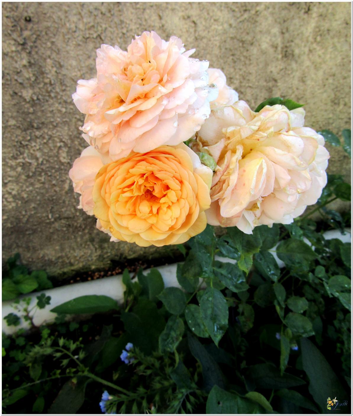 2024  LES ROSES DU JARDIN 