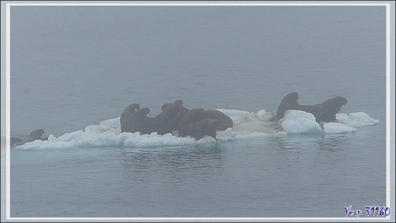Plus loin, dans la brume, d'autres Morses, Walrus (Odobenus rosmarus) - Mer des Tchouktches - Alaska