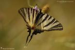 Papilionidae