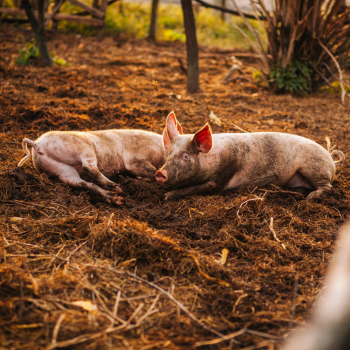 Les besoins des cochons lors des fortes chaleurs