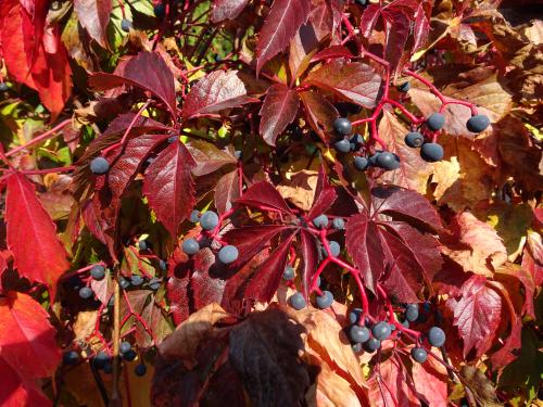 Pommes et coings au verger de Francorville