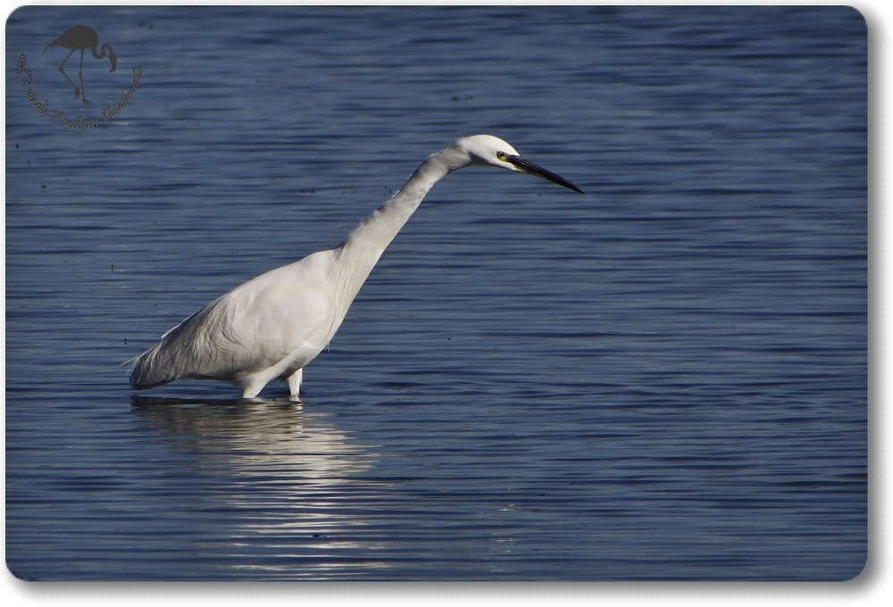 Aigrette Garzette (Etang de L'Or - Carnon)
