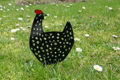 Les petites poules