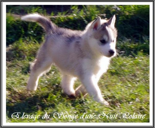 Femelle 2 (43 jours)